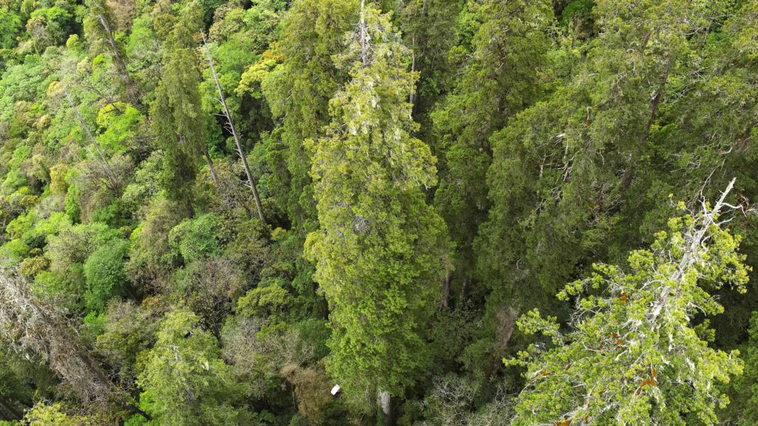 asia’s-tallest-known-tree-found-hidden-in-tibet