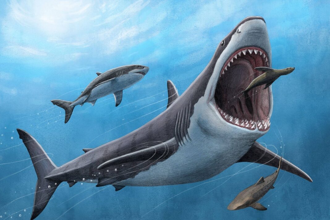 megalodon-body-temperature-‘was-about-7c-warmer-than-surrounding-water’