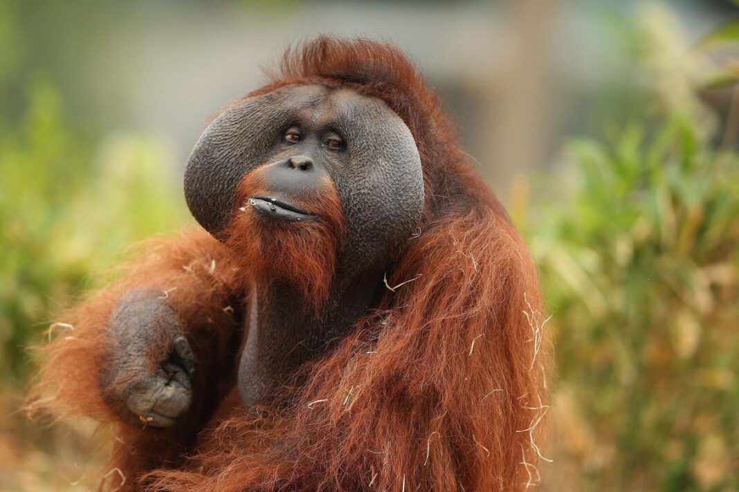 orangutans-‘can-make-two-sounds-at-the-same-time,-similar-to-human-beatboxing’