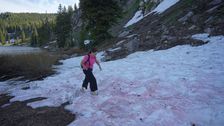 ‘watermelon-snow’-is-the-hot-thing-in-utah-right-now
