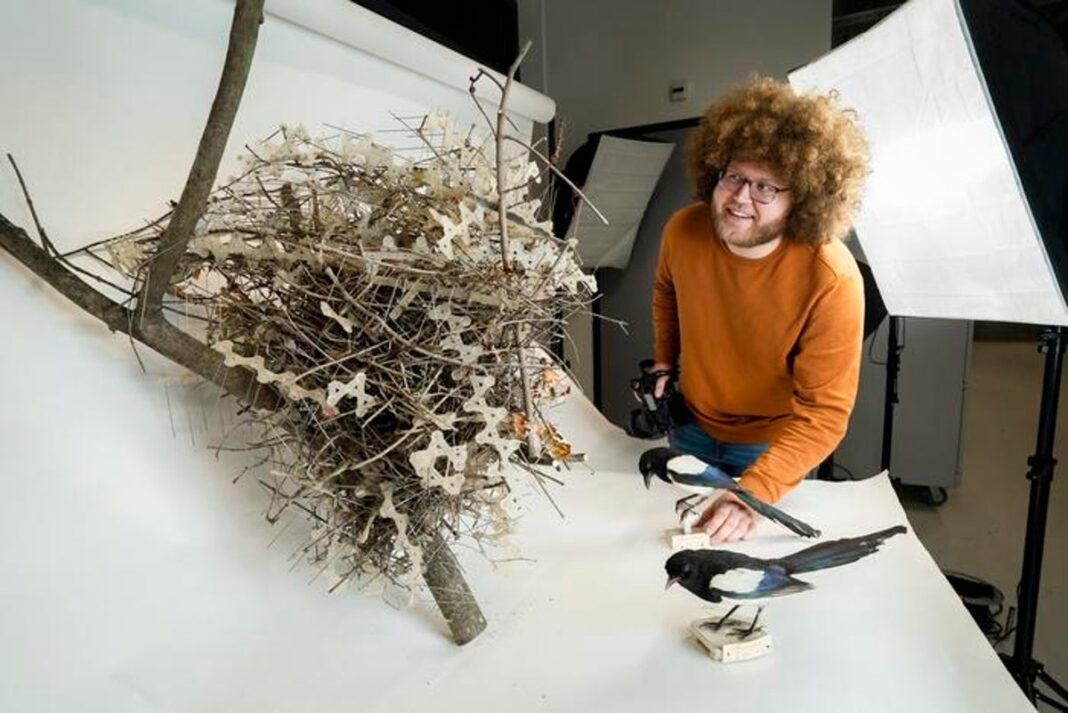 birds-have-learned-to-use-our-‘anti-bird’-spikes-to-protect-their-own-nests:-‘the-ultimate-adaptation’