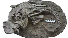 mammals-may-have-hunted-down-dinosaurs-for-dinner,-rare-fossil-suggests