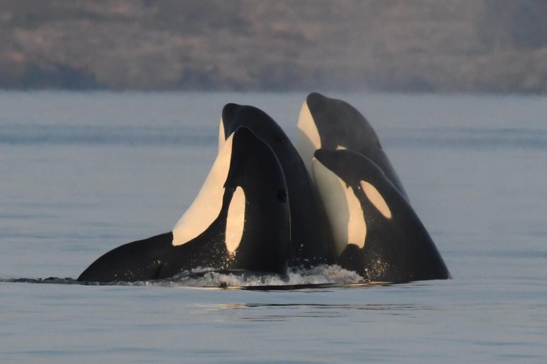 male-killer-whales-protected-by-post-menopausal-mothers,-study-suggests